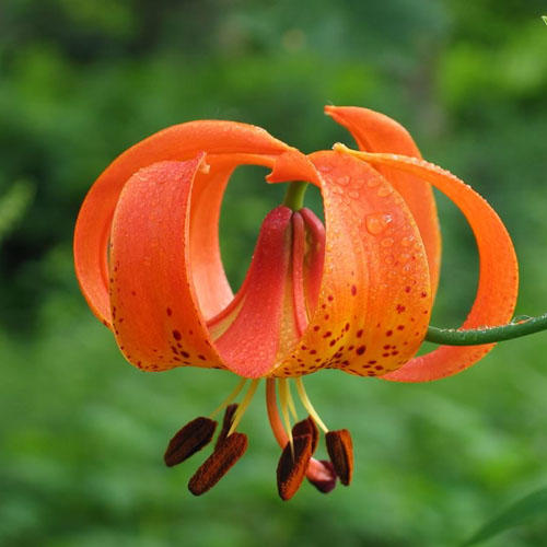 Lilium Michiganense
